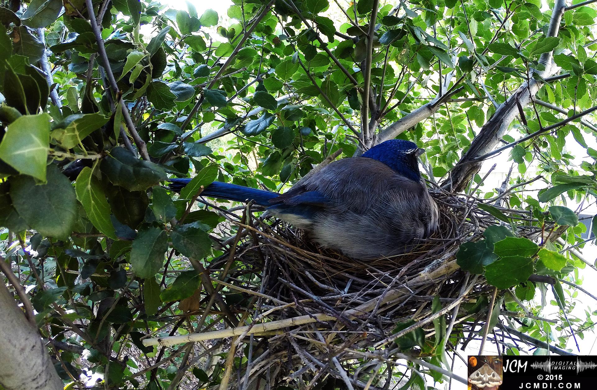 Scrub jay female on nest in Santa Clarita, Ca jcmdi.com